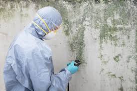 Best Mold Odor Removal Services in Oak Leaf, TX